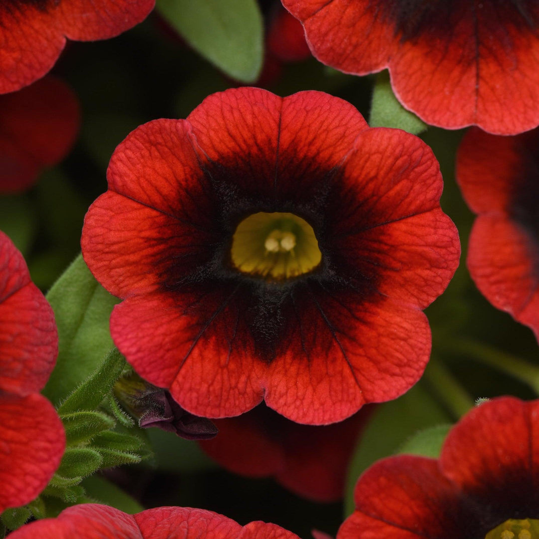 Calibrachoa hybrida 'Balchariss' ~ Cha-Cha™ Red Kiss Calibrachoa-ServeScape