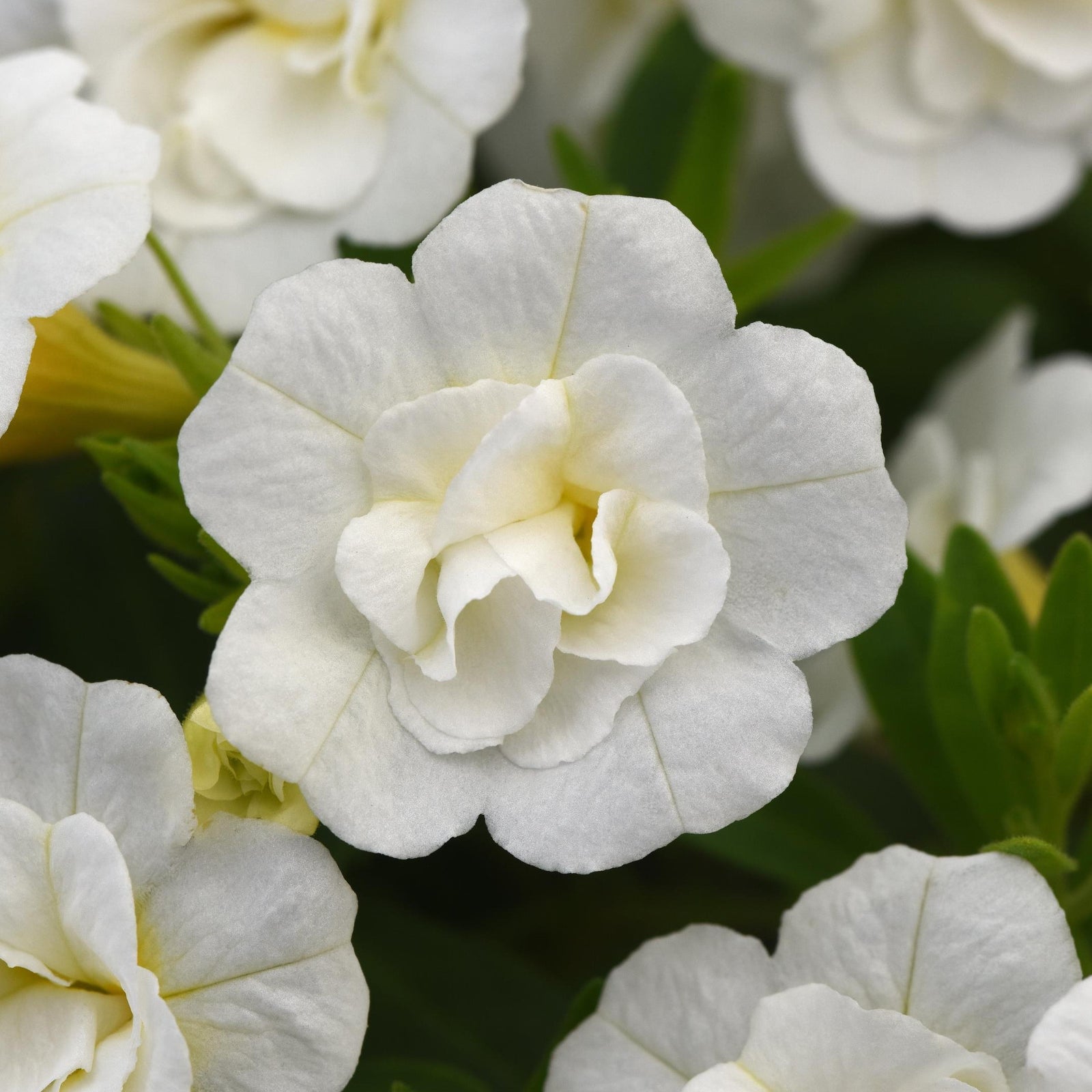 Calibrachoa hybrida 'KLECA22893' ~ MiniFamous® Neo Double White Calibrachoa-ServeScape