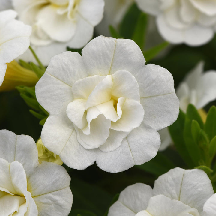 Calibrachoa hybrida 'KLECA22893' ~ MiniFamous® Neo Double White Calibrachoa-ServeScape