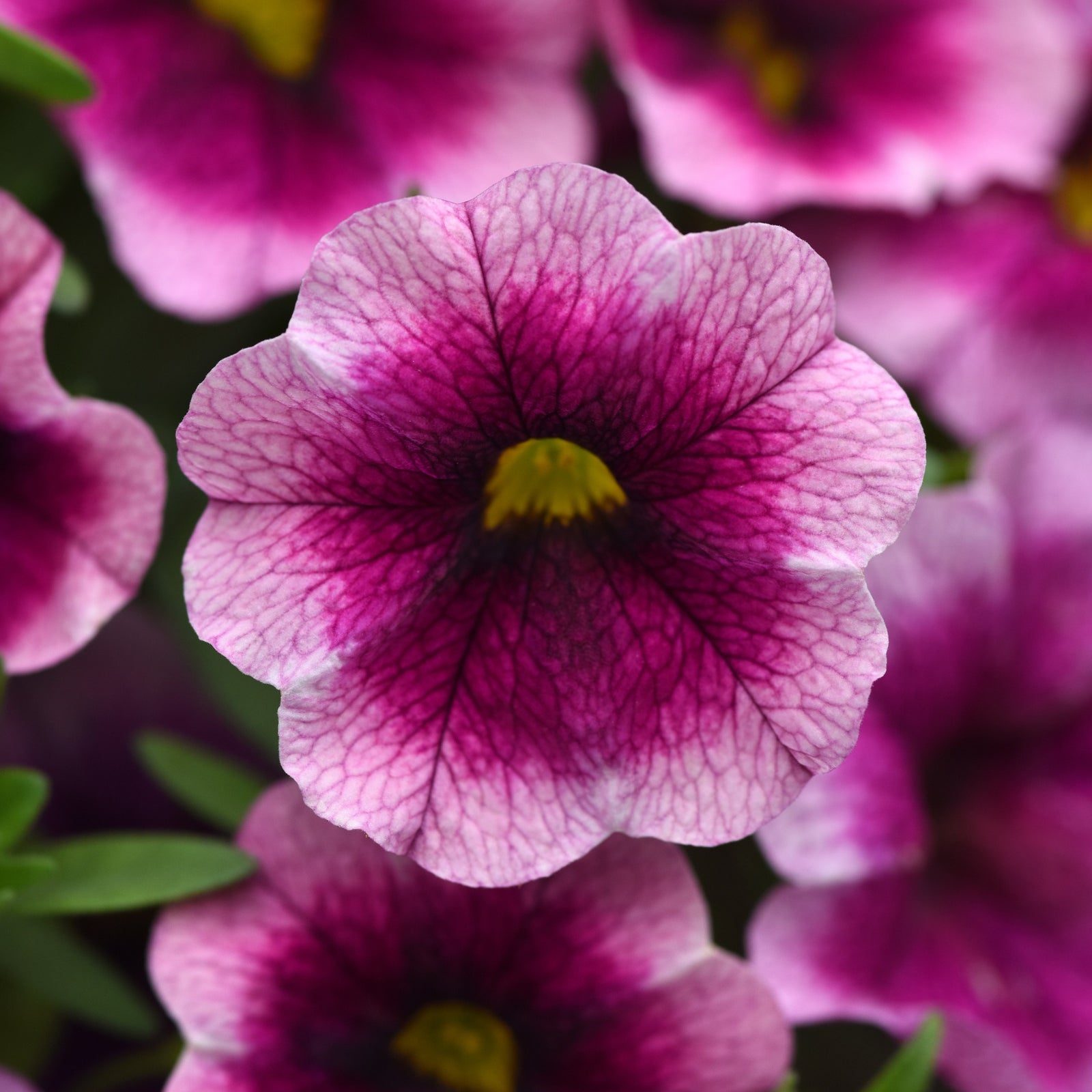 Calibrachoa hybrida 'KLECA24A64' ~ MiniFamous® Neo Rose Flash Calibrachoa-ServeScape