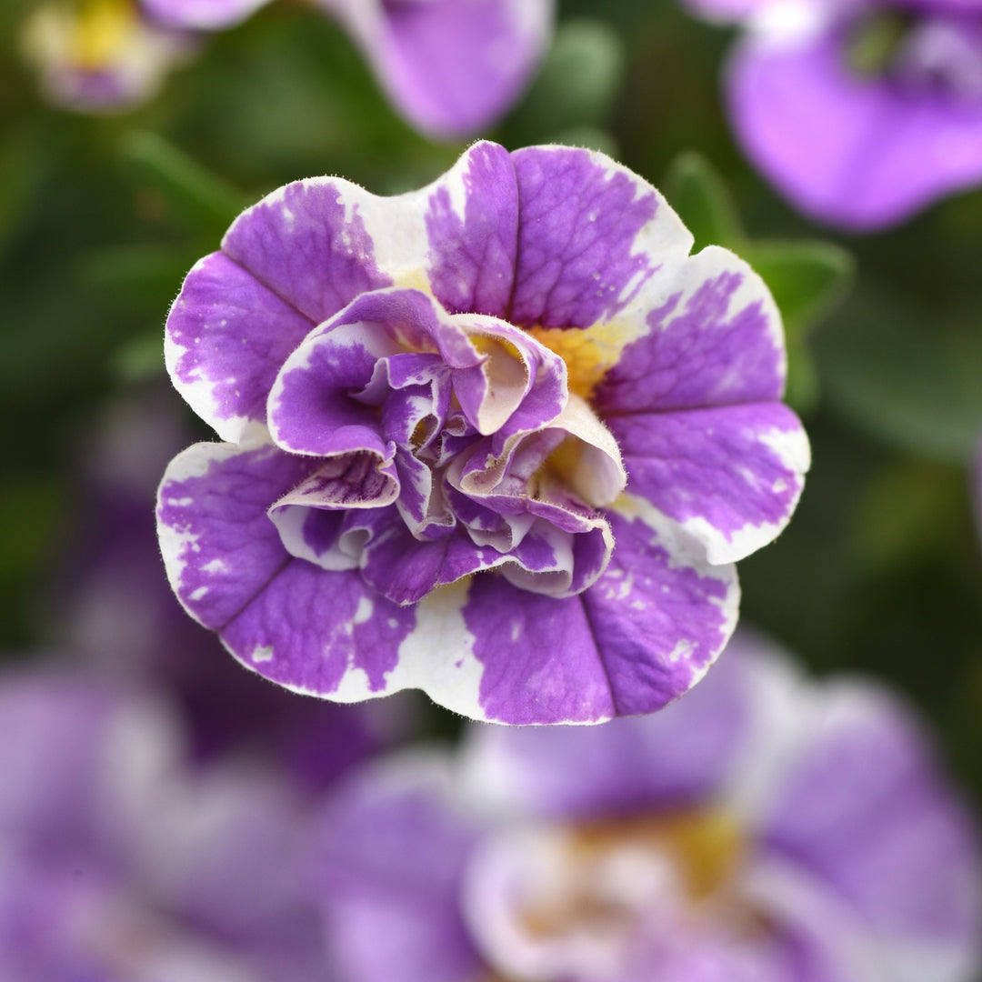 Calibrachoa hybrida 'KLECA23A09' ~ MiniFamous® Uno Funtopia Blue Calibrachoa-ServeScape