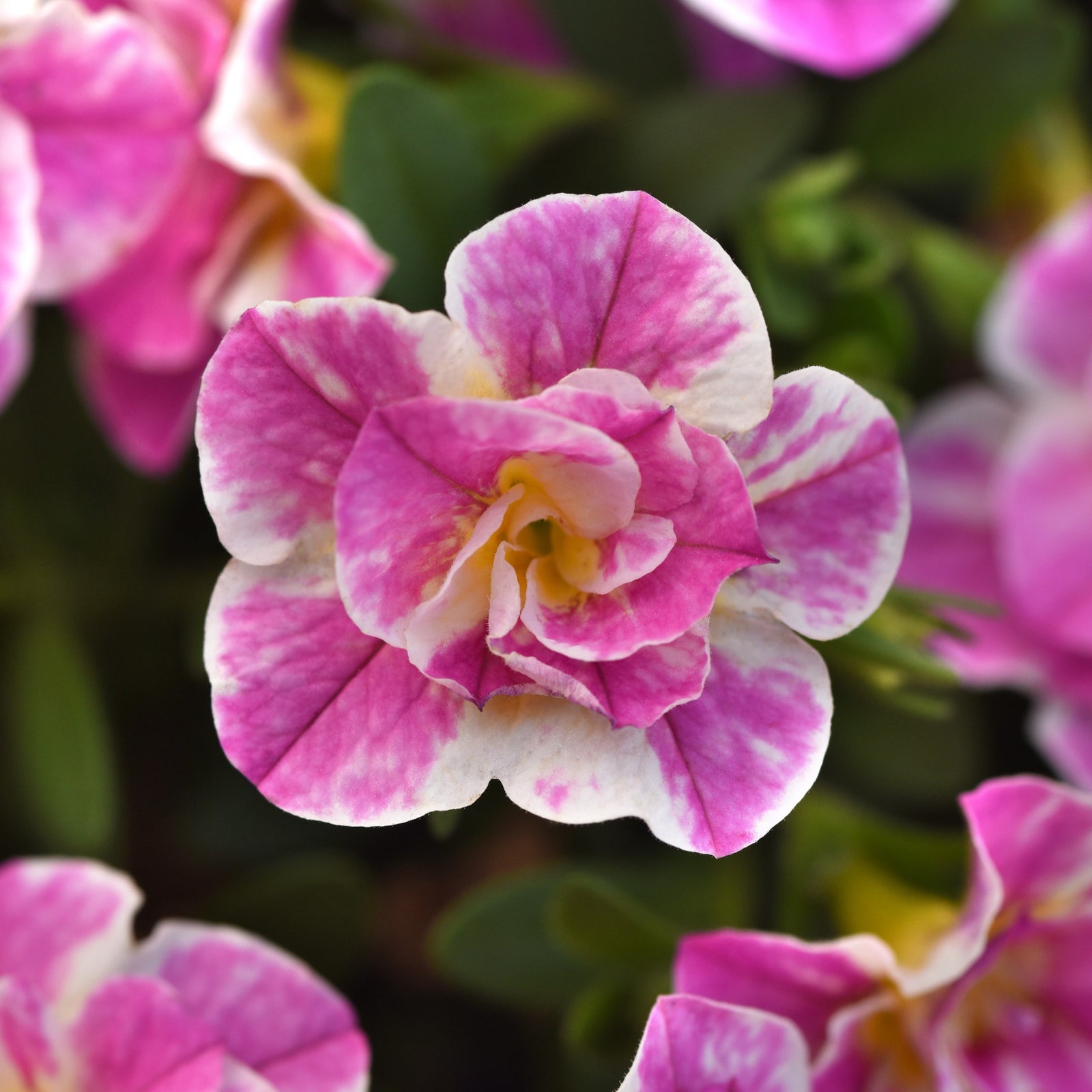 Calibrachoa hybrida 'KLECA23A07' ~ MiniFamous® Uno Funtopia Pink Calibrachoa-ServeScape