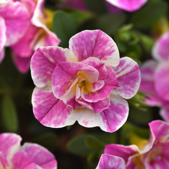 Calibrachoa hybrida 'KLECA23A07' ~ MiniFamous® Uno Funtopia Pink Calibrachoa-ServeScape
