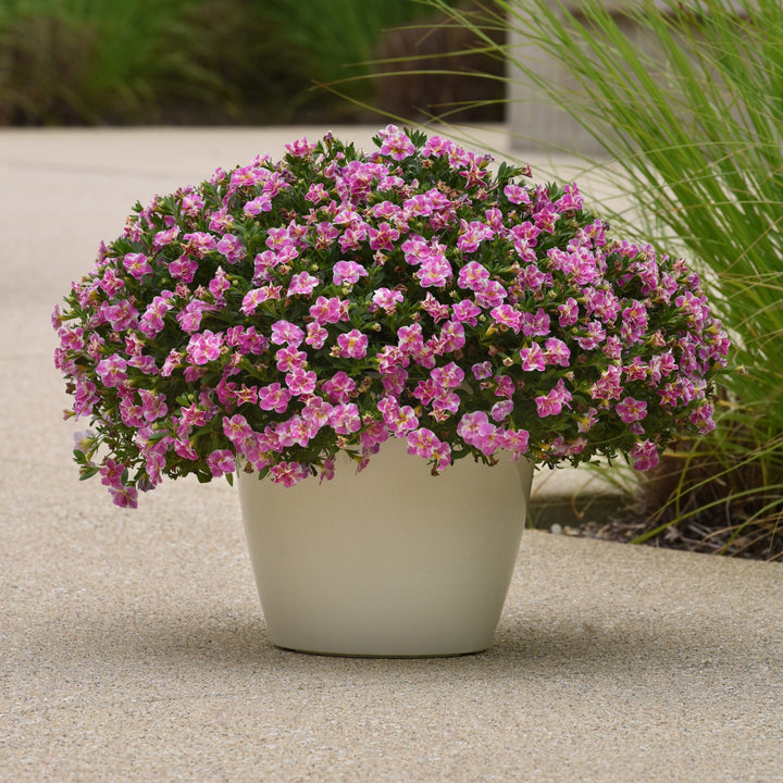 Calibrachoa hybrida 'KLECA23A07' ~ MiniFamous® Uno Funtopia Pink Calibrachoa-ServeScape