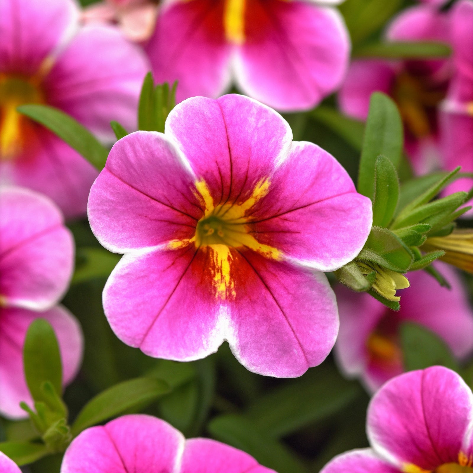 Calibrachoa hybrida 'KLECA23958' ~ MiniFamous® Uno Pink Starfruit Calibrachoa-ServeScape
