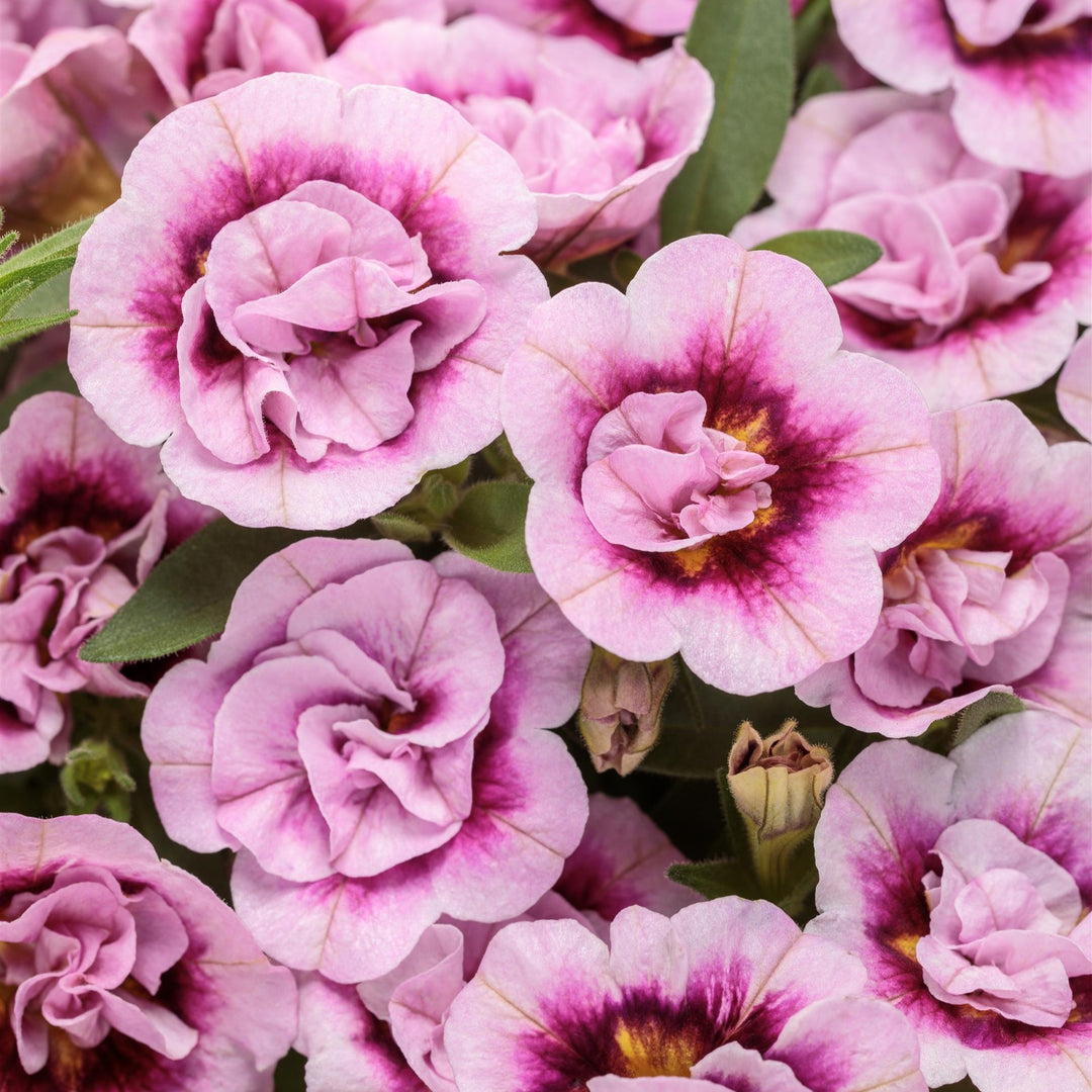 Calibrachoa hybrid 'KLECA23454' ~ PW® Superbells® Double Smitten Pink Calibrachoa-ServeScape