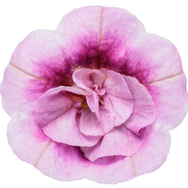 Calibrachoa hybrid 'KLECA23454' ~ PW® Superbells® Double Smitten Pink Calibrachoa-ServeScape