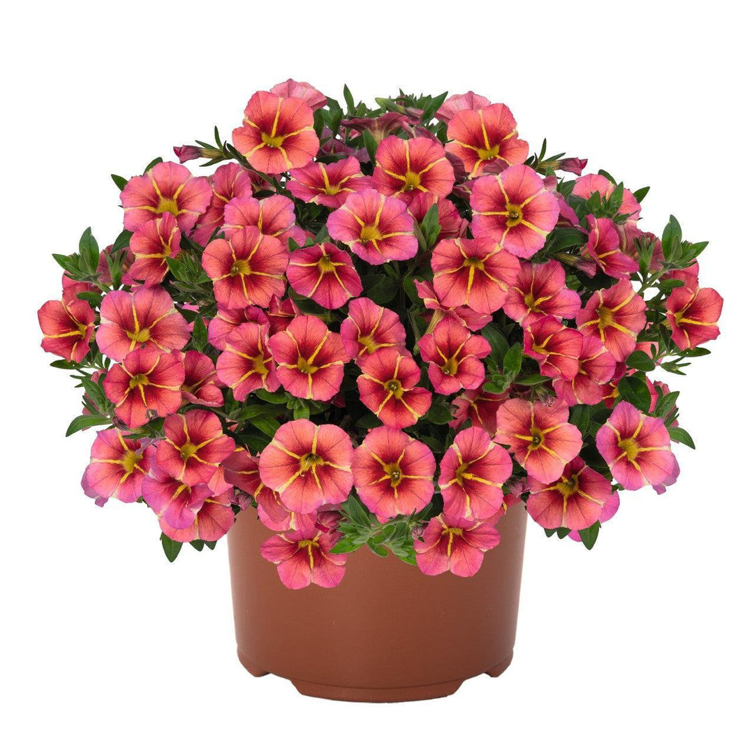Calibrachoa hybrida 'Tiktok Apricot' ~ Tik Tok® Apricot Calibrachoa-ServeScape