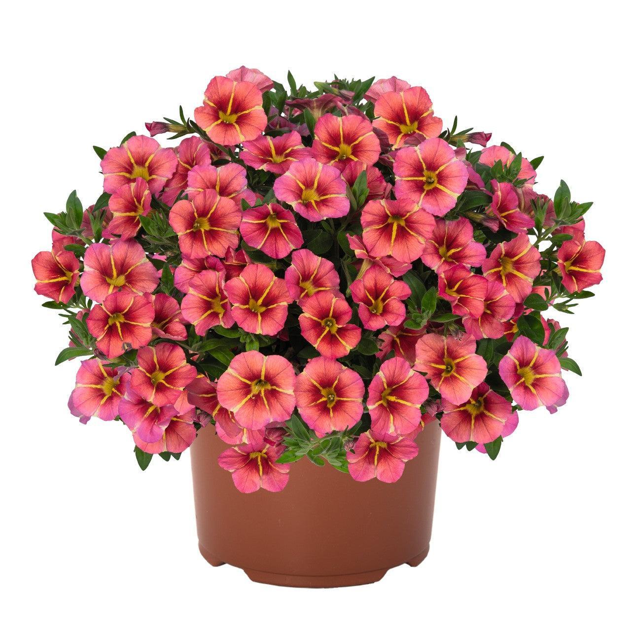 Calibrachoa hybrida 'Tiktok Apricot' ~ Tik Tok® Apricot Calibrachoa-ServeScape