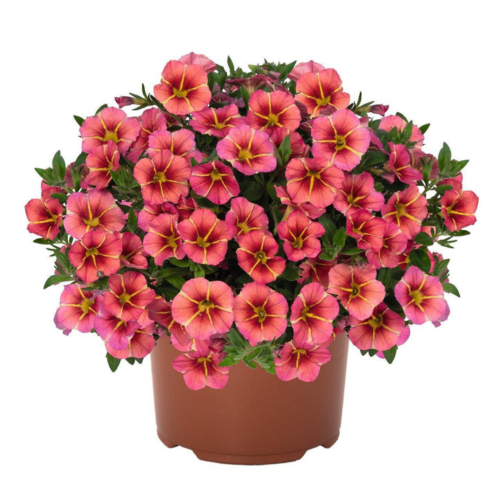 Calibrachoa hybrida 'Tiktok Apricot' ~ Tik Tok® Apricot Calibrachoa-ServeScape