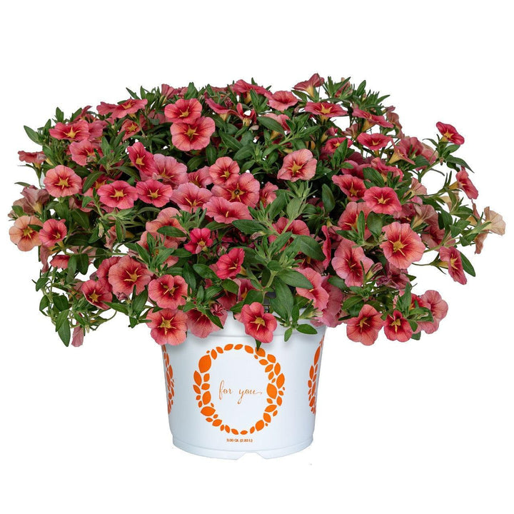 Calibrachoa hybrida 'Tiktok Apricot' ~ Tik Tok® Apricot Calibrachoa-ServeScape