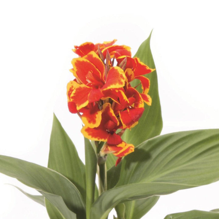 Canna x generalis 'Red Golden Flame' ~ Monrovia® CANNOVA® Red Golden Flame Canna Lily-ServeScape