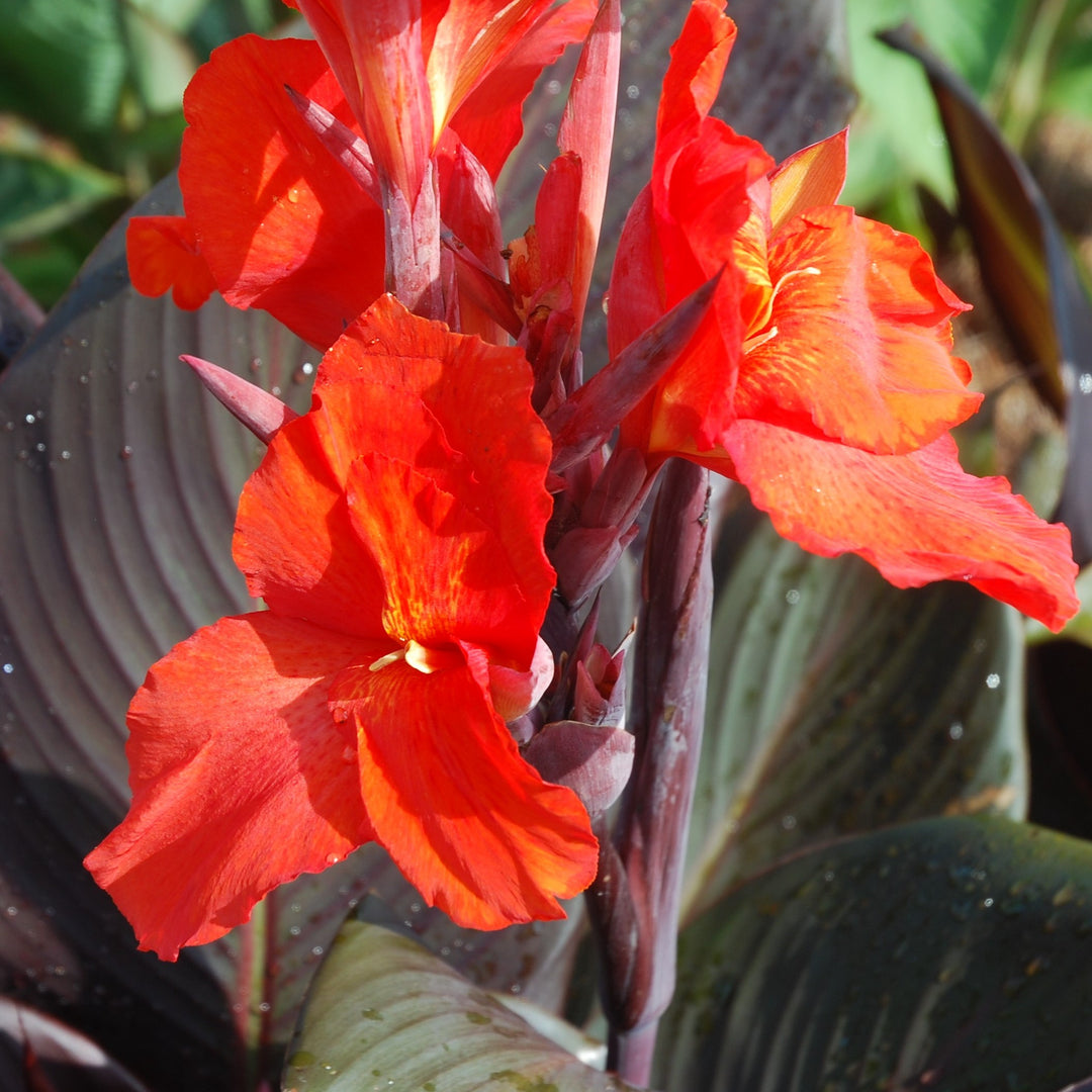Canna x generalis 'Velvet Red Africa' ~ Velvet Red Africa Canna Lily-ServeScape