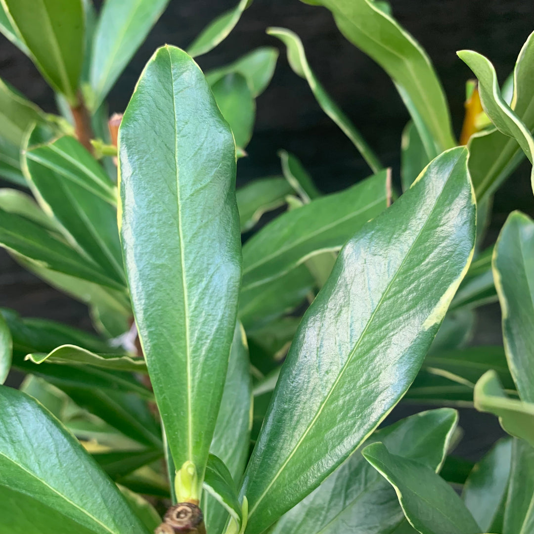 Daphne odora 'Aureomarginata' ~ Gold-Edged Winter Daphne-ServeScape