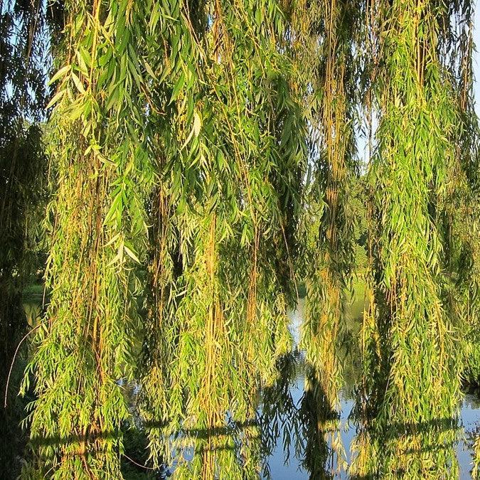 Salix alba 'Tristis' ~ Niobe Golden Weeping Willow-ServeScape