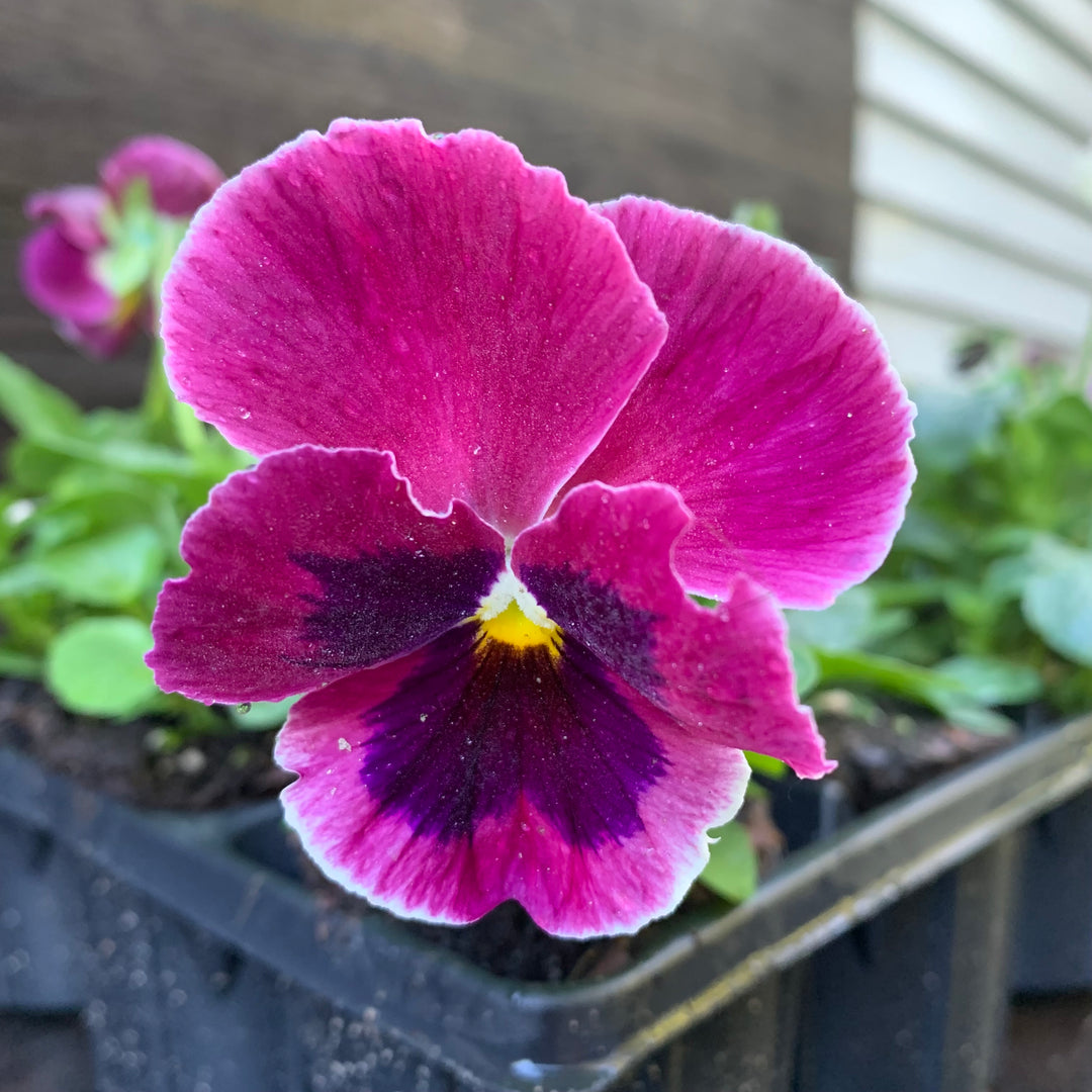 Viola x wittrockiana 'PAS912390' ~ Spring Matrix™ Pink Shades Pansy-ServeScape