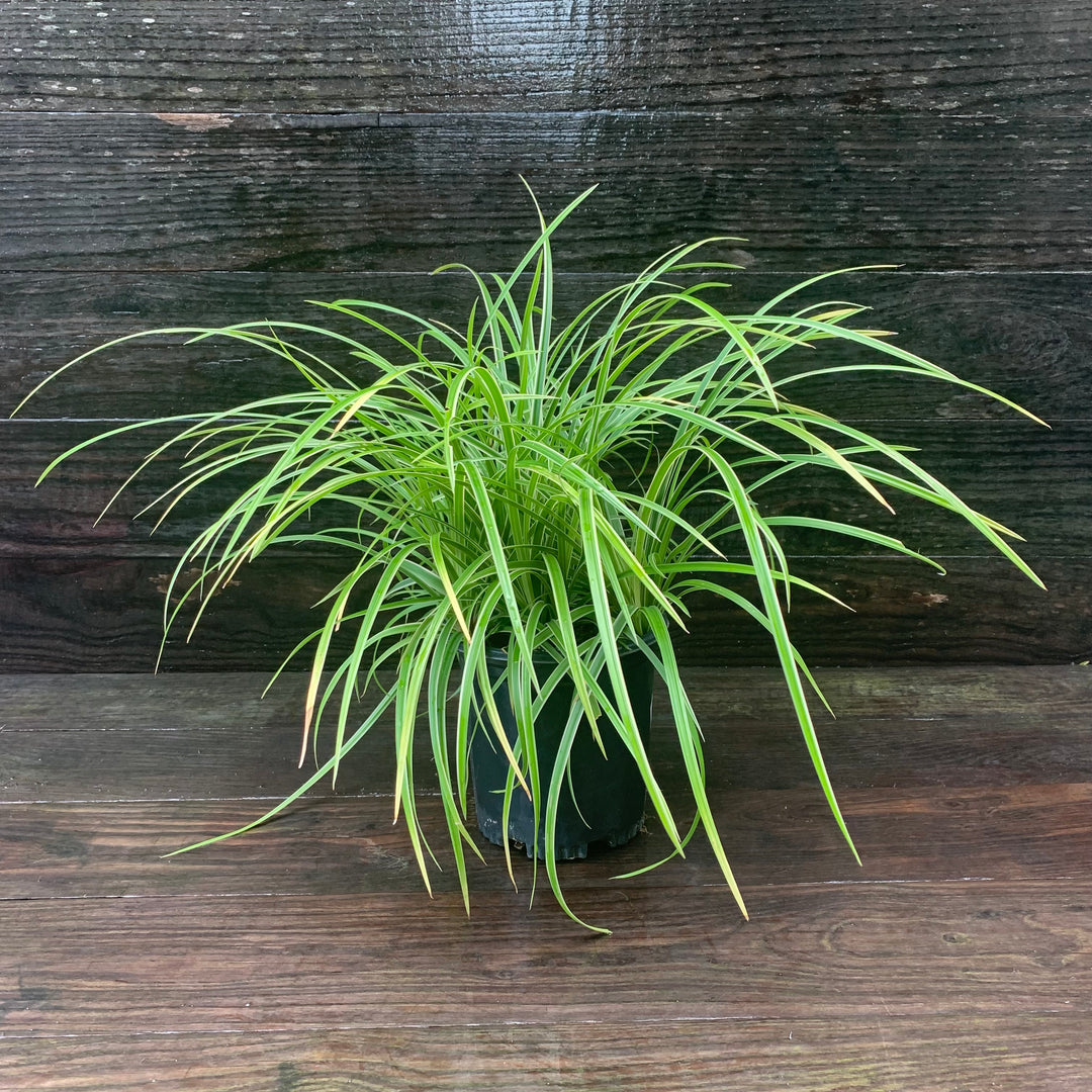 Carex morrowii 'Ice Dance' ~ Ice Dance Sedge-ServeScape