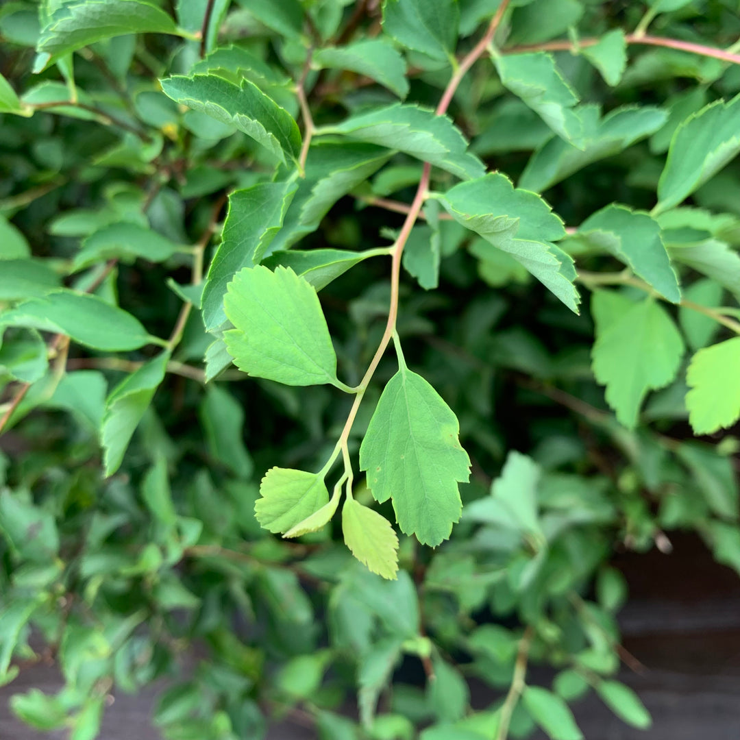 Spiraea x vanhouttei 'Renaissance' ~ Renaissance Spirea-ServeScape