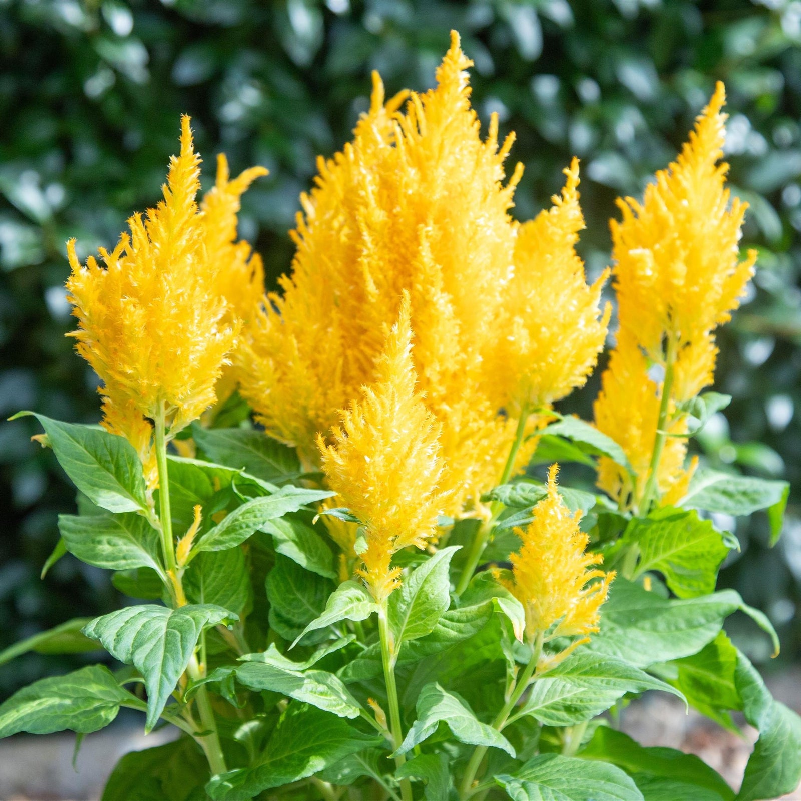 Celosia plumosa 'Bright Sparks Yellow' ~ Bright Sparks™ Yellow Celosia-ServeScape