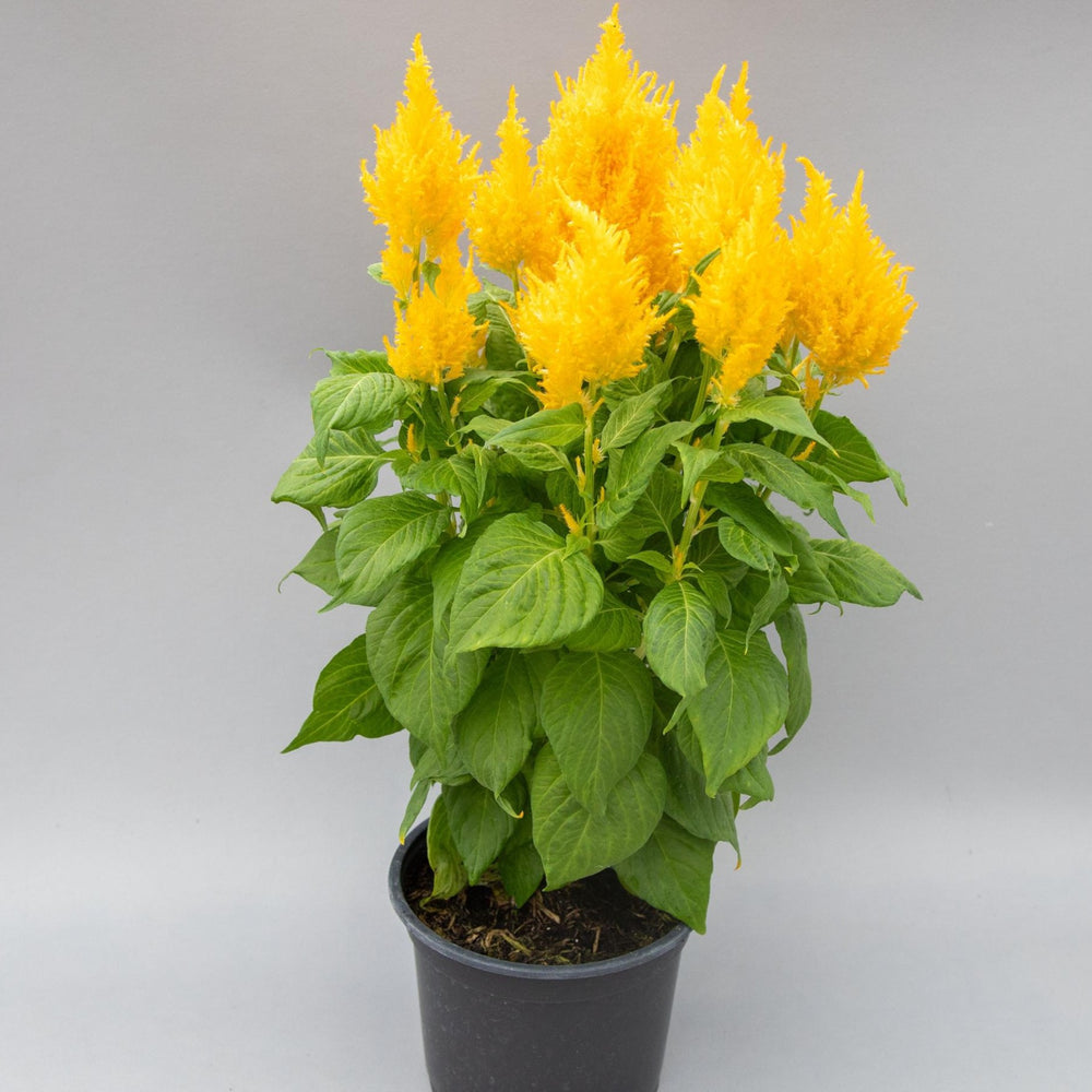 Celosia plumosa 'Bright Sparks Yellow' ~ Bright Sparks™ Yellow Celosia-ServeScape