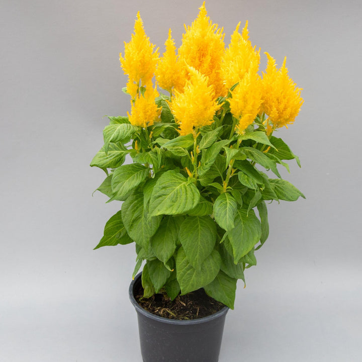 Celosia plumosa 'Bright Sparks Yellow' ~ Bright Sparks™ Yellow Celosia-ServeScape