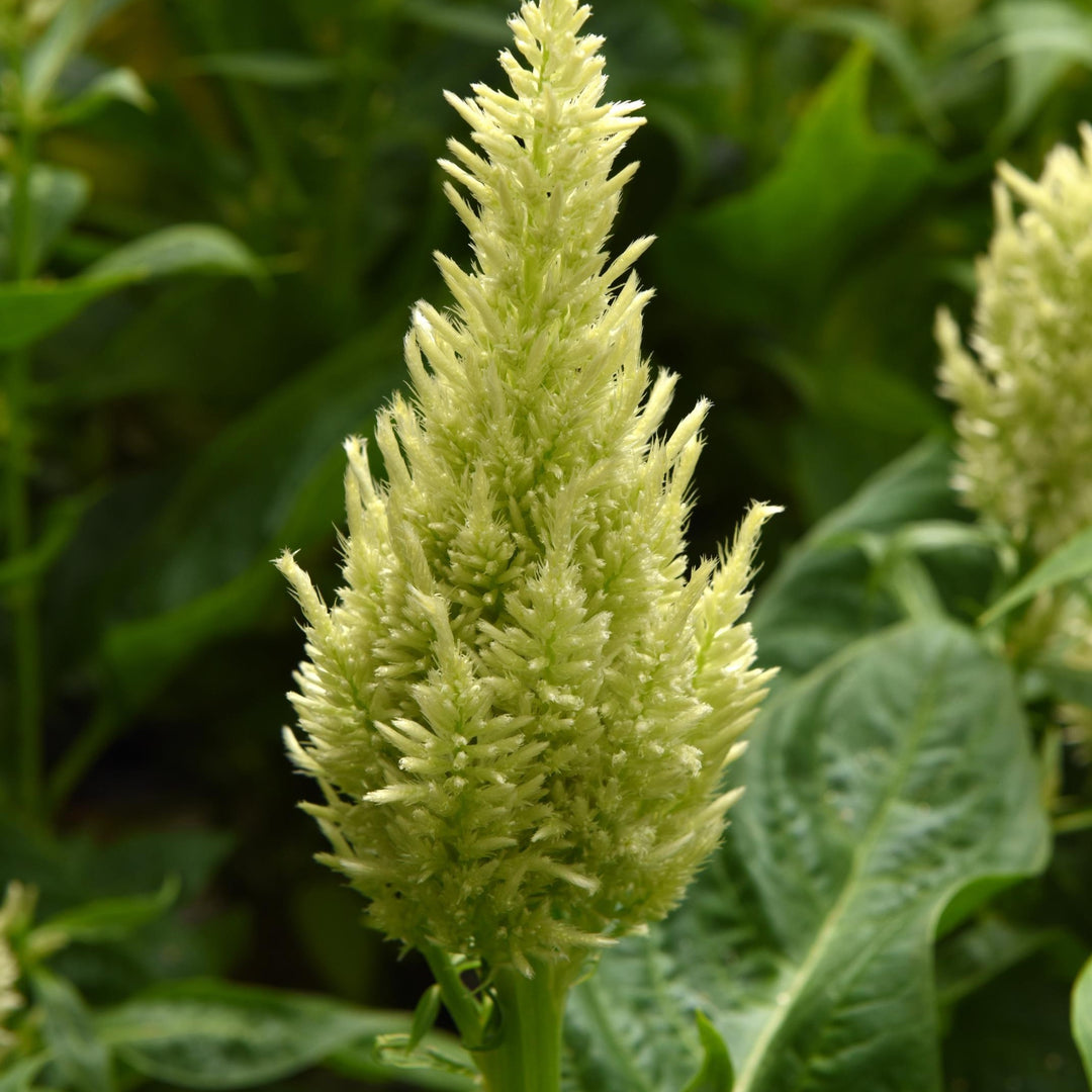 Celosia plumosa 'Balsungreen' ~ Sunday™ Green Celosia-ServeScape