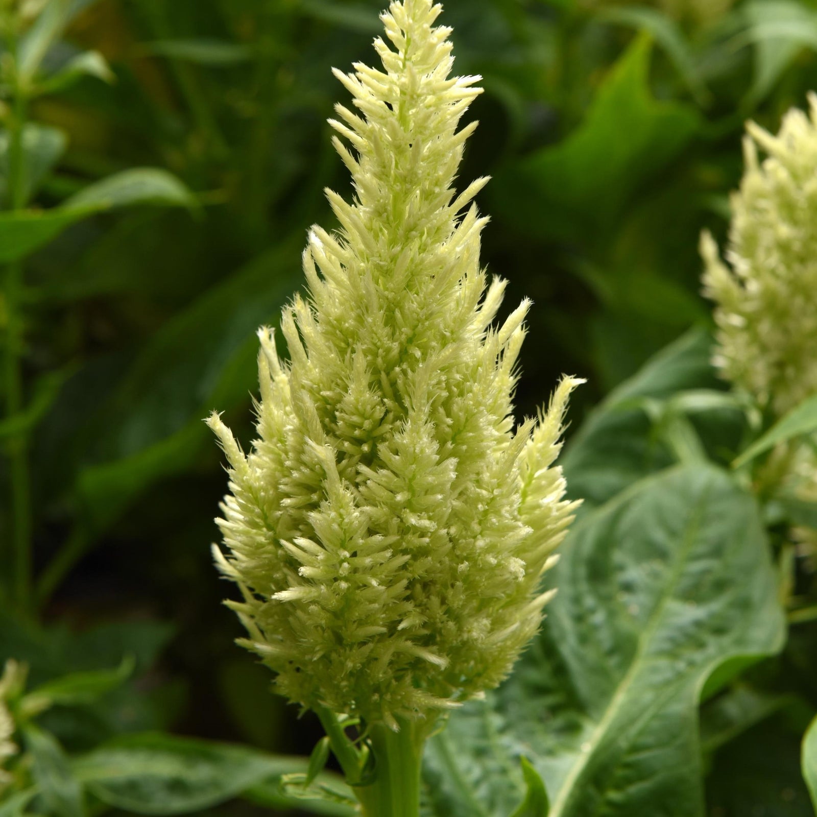 Celosia plumosa 'Balsungreen' ~ Sunday™ Green Celosia-ServeScape