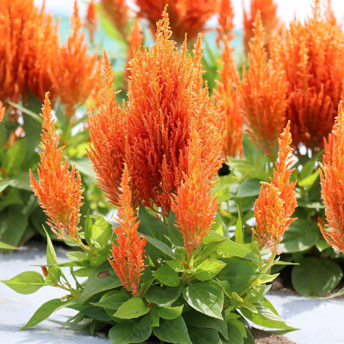 Celosia plumosa 'Flamma Orange' ~ Flamma Orange Celosia-ServeScape