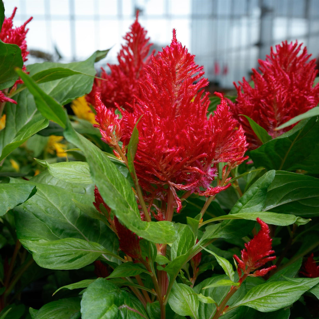 Celosia plumosa 'Flamma Red' ~ Flamma Red Celosia-ServeScape