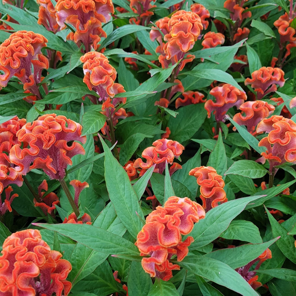 Celosia cristata 'Twisted Dark Orange' ~ Twisted Dark Orange Celosia-ServeScape