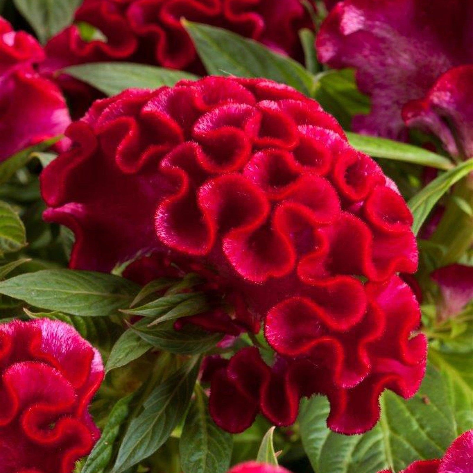 Celosia cristata 'Twisted Strawberry' ~ Twisted Strawberry Celosia-ServeScape