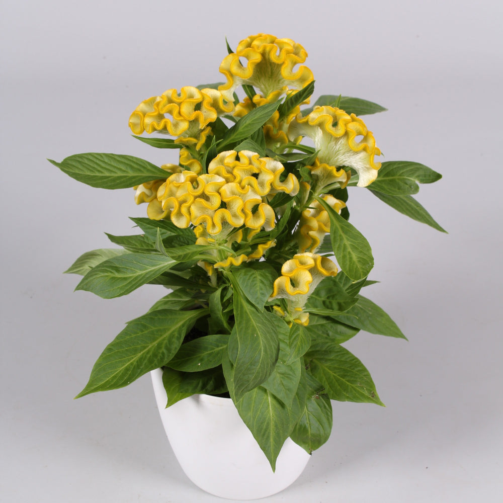 Celosia cristata 'Twisted Yellow' ~ Twisted Yellow Celosia-ServeScape