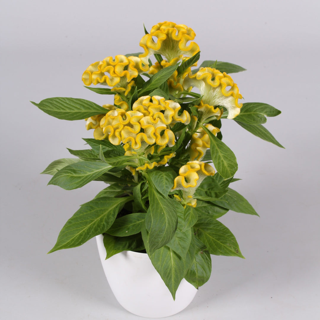 Celosia cristata 'Twisted Yellow' ~ Twisted Yellow Celosia-ServeScape