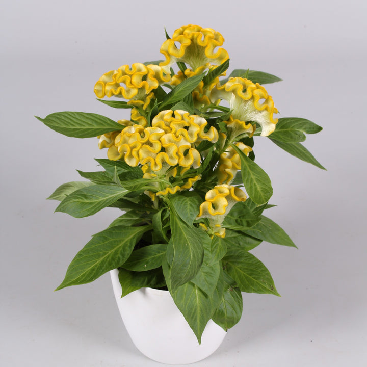 Celosia cristata 'Twisted Yellow' ~ Twisted Yellow Celosia-ServeScape