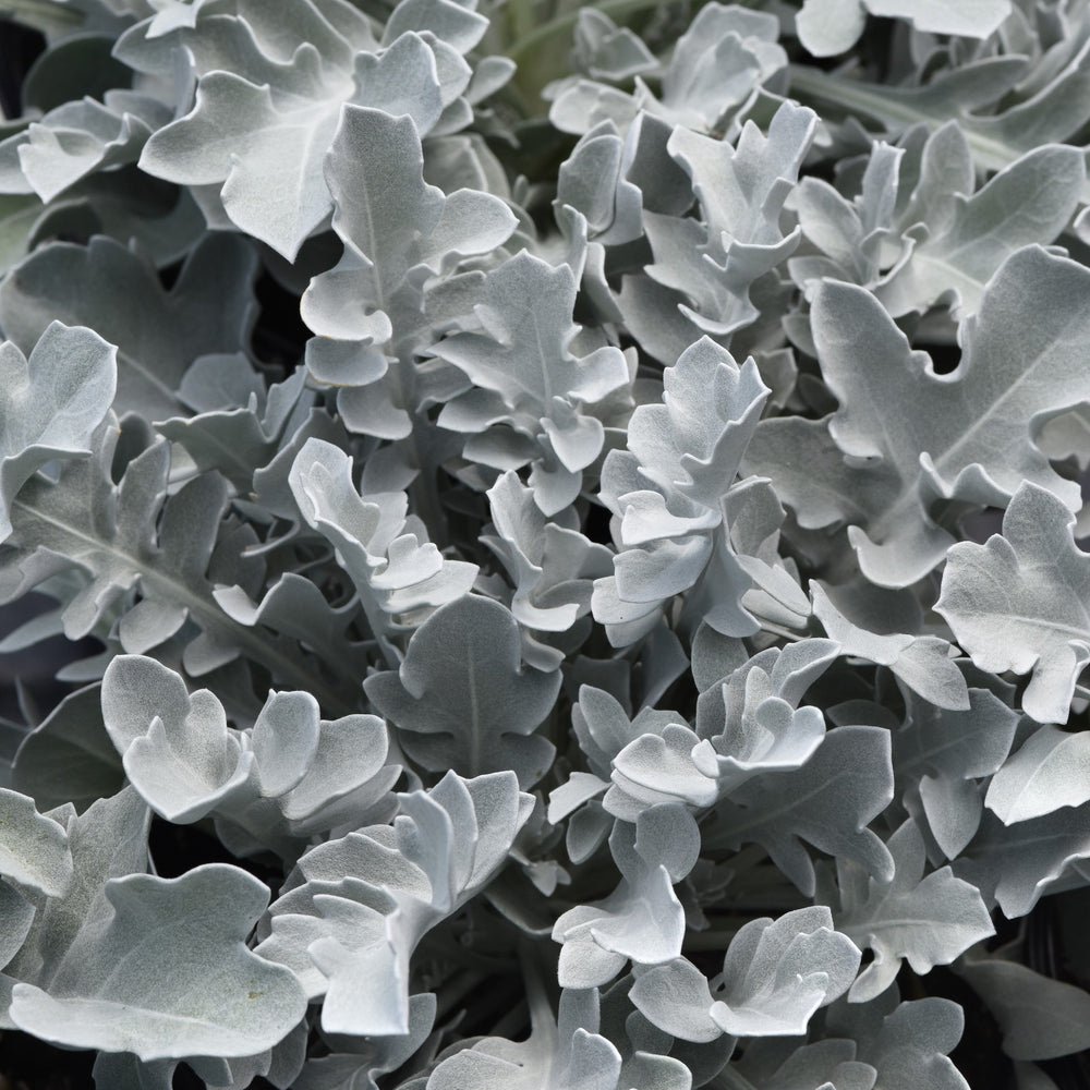 Centaurea ragusina 'Balcentsirl' ~ Silver Swirl Dusty Miller-ServeScape