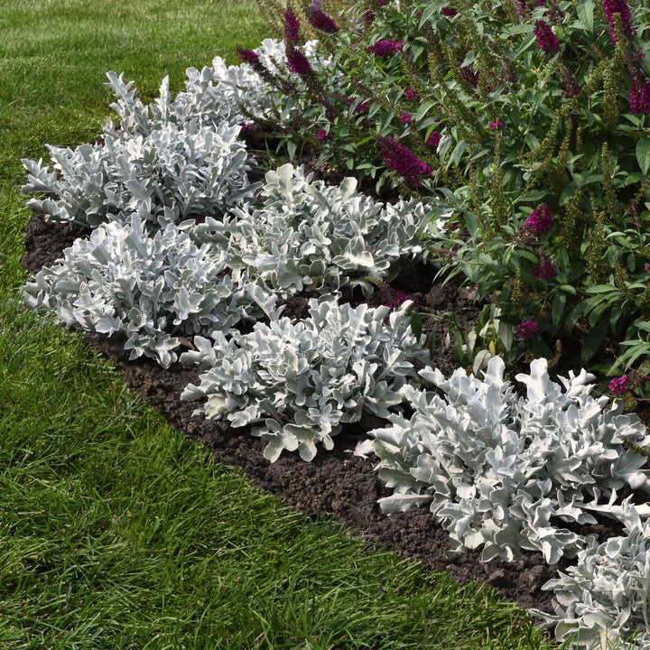 Centaurea ragusina 'Balcentsirl' ~ Silver Swirl Dusty Miller-ServeScape