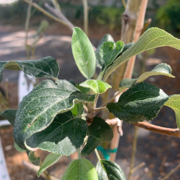 Malus pumila 'Honeycrisp' ~ Honeycrisp Apple-ServeScape