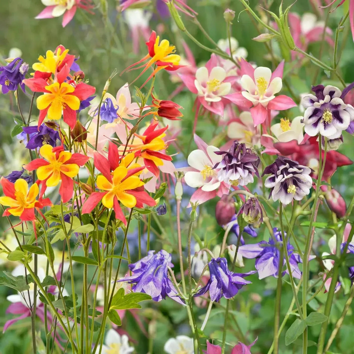 Aquilegia x hybrida 'Earlybird Mix' ~ Earlybird™ Mix Columbine-ServeScape