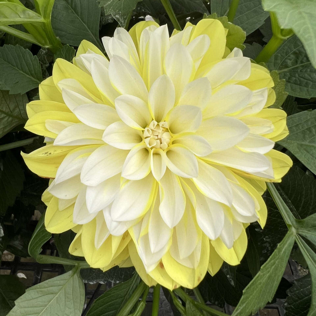 Dahlia variabilis 'Cheire Lemon' ~ Cherie™ Lemon Dahlia-ServeScape