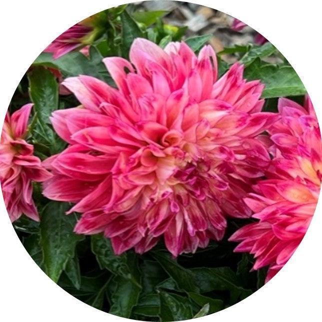 Dahlia variabilis 'Cheire Radiant Rose' ~ Cherie™ Radiant Rose Dahlia-ServeScape