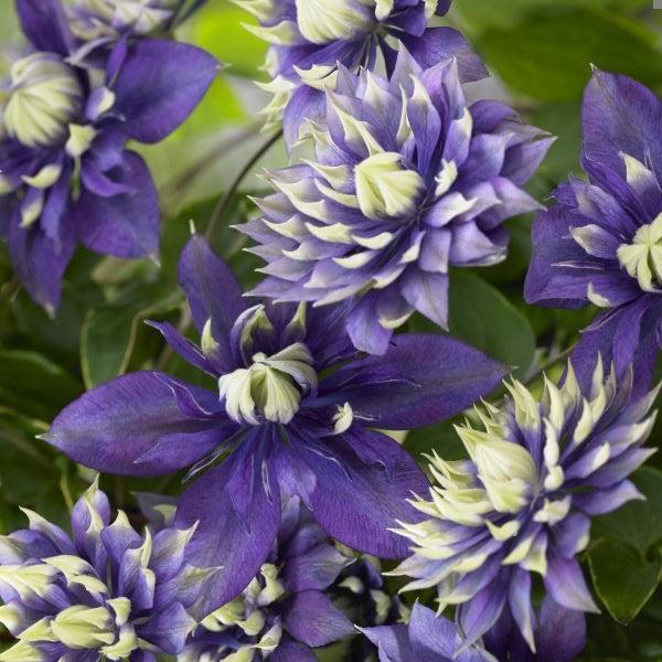 Clematis 'Taiga' ~ Taiga Clematis-ServeScape