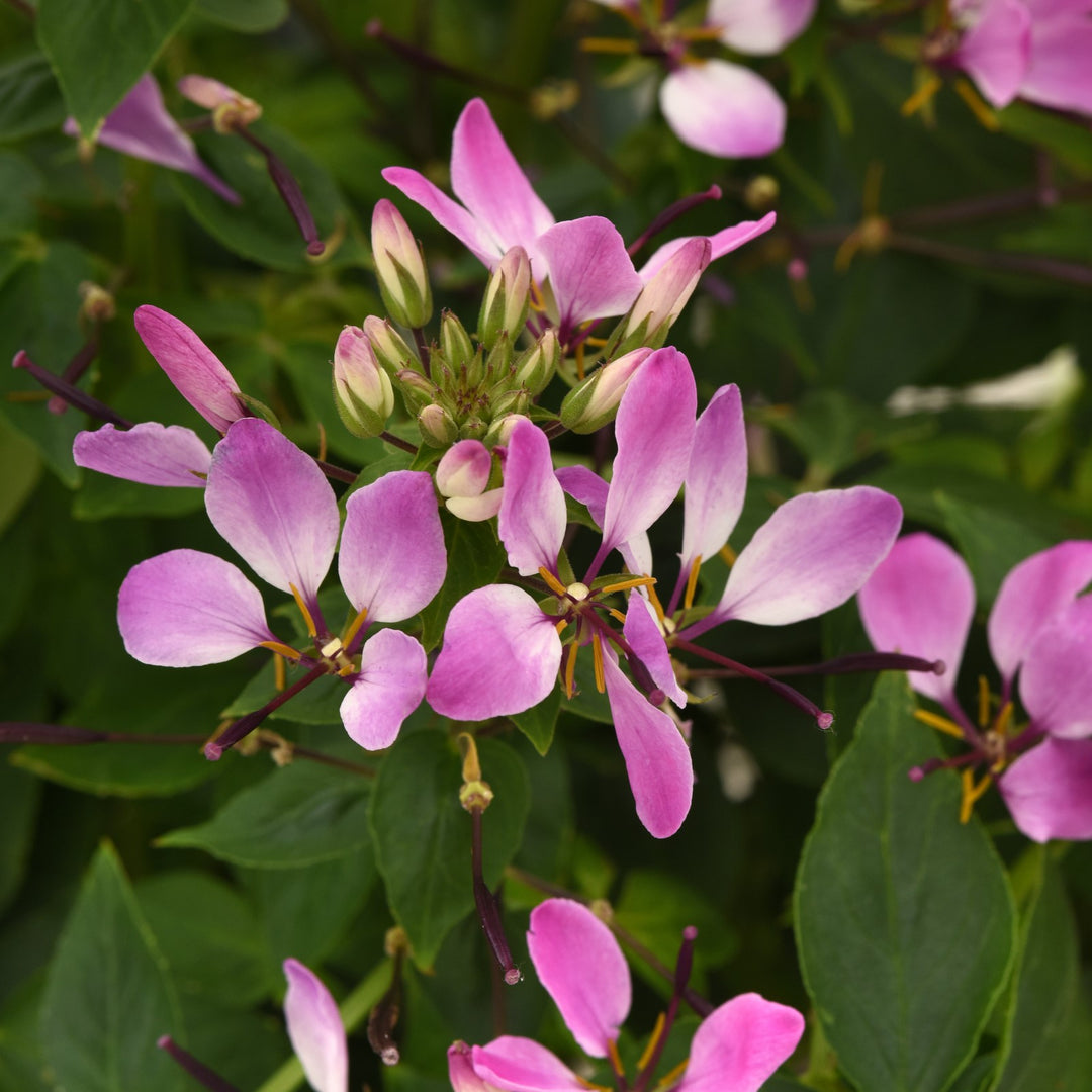 Cleome 'Balcleoleam' ~ Lavender Dreams Spider Flower-ServeScape