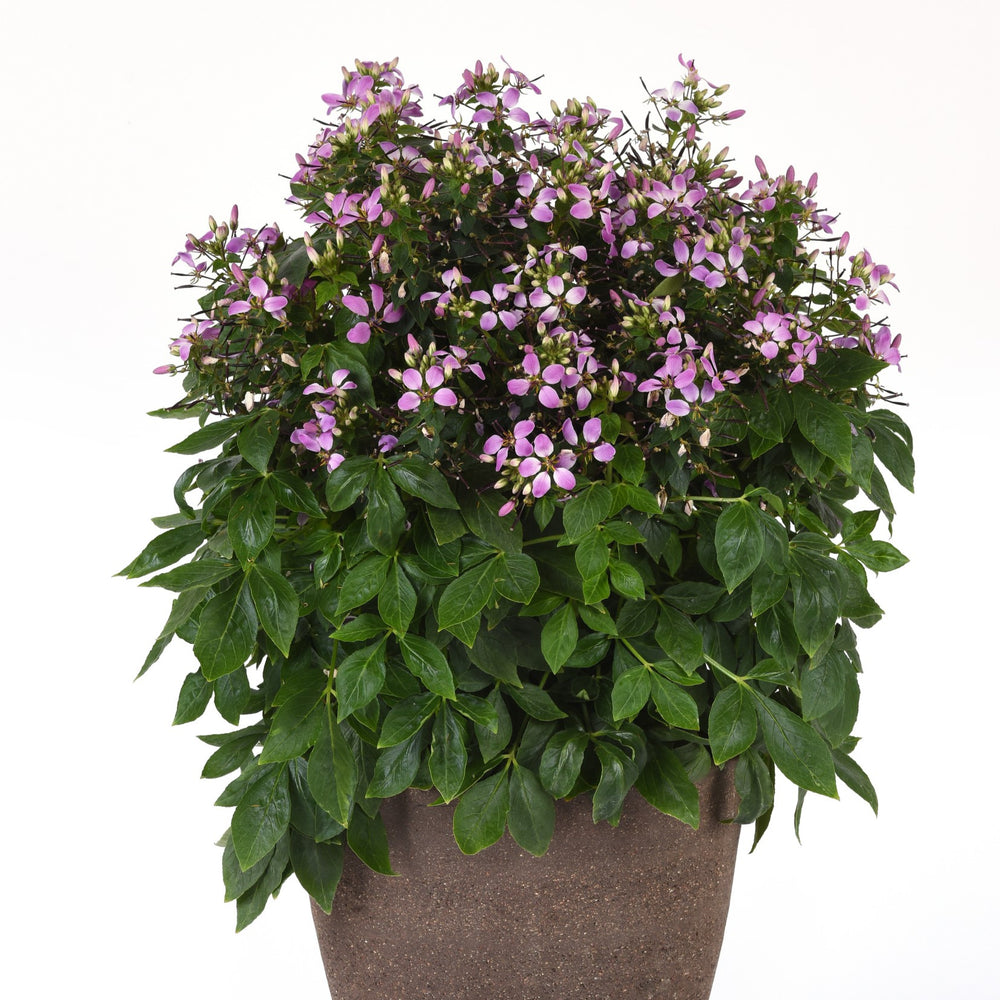 Cleome 'Balcleoleam' ~ Lavender Dreams Spider Flower-ServeScape