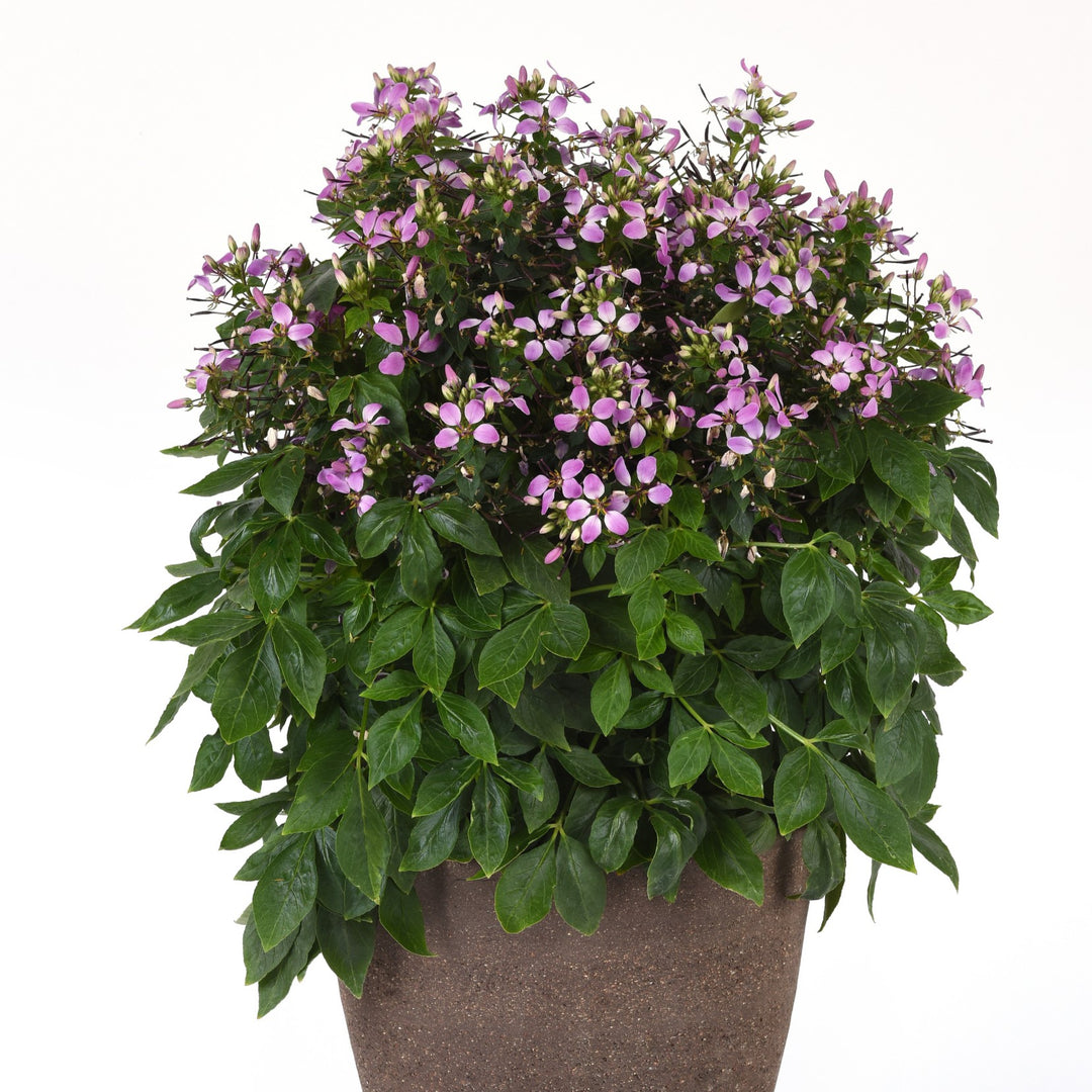 Cleome 'Balcleoleam' ~ Lavender Dreams Spider Flower-ServeScape