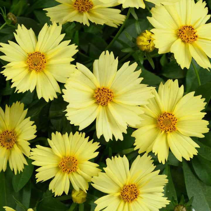 Coreopsis grandiflora 'Glow' ~ Solanna™ Glow Coreopsis-ServeScape