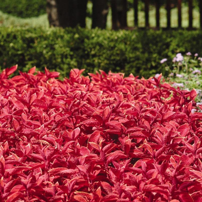 Solenostemon scutellarioides 'Wizard® Sunset Coleus' ~ Wizard® Sunset Coleus-ServeScape