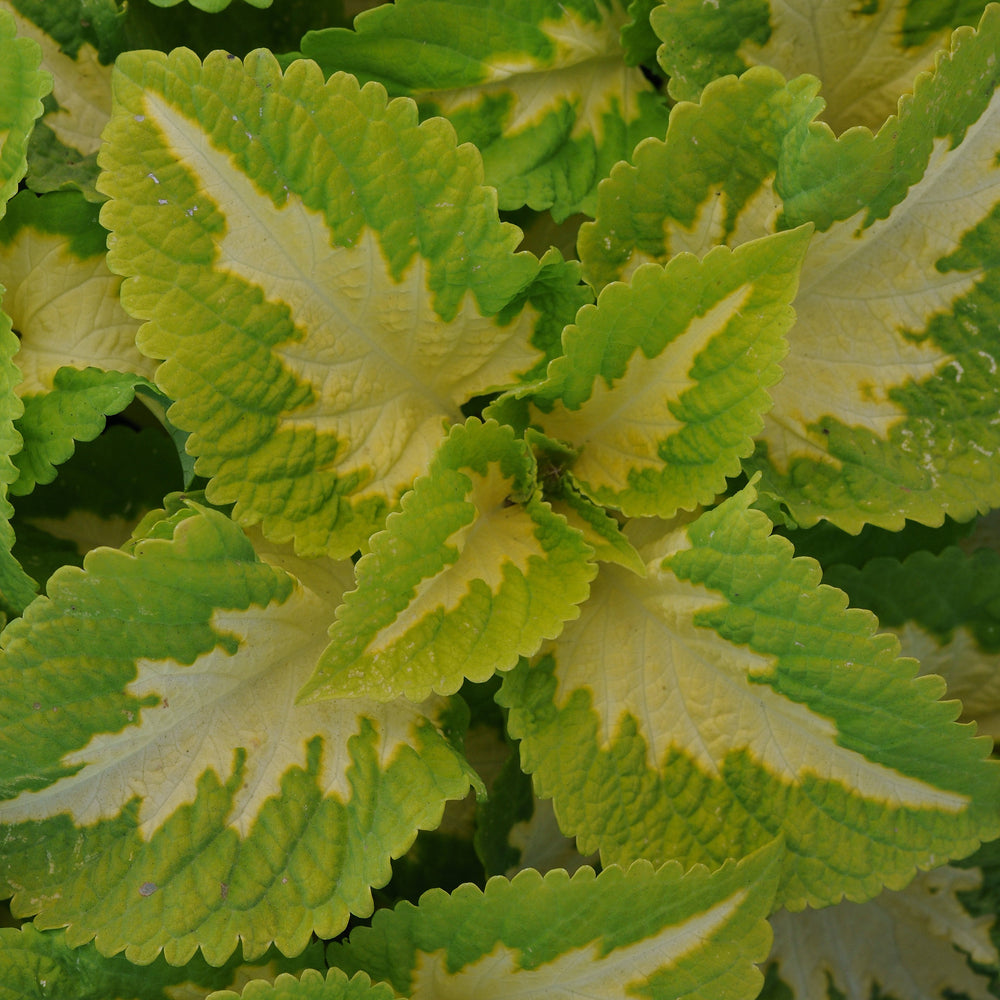 Solenostemon 'PAS904508' ~ Kong Jr.™ Green Halo Coleus-ServeScape