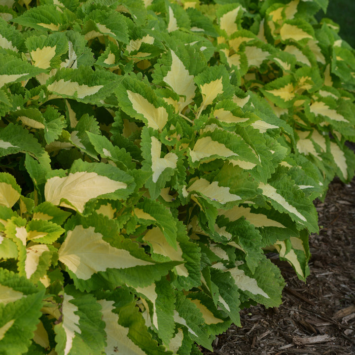 Solenostemon 'PAS904508' ~ Kong Jr.™ Green Halo Coleus-ServeScape