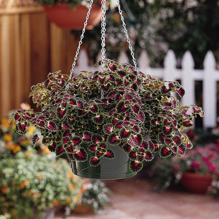 Solenostemon scutellarioides 'Kakegawa CE1’ ~ Lava™ Rose Coleus-ServeScape