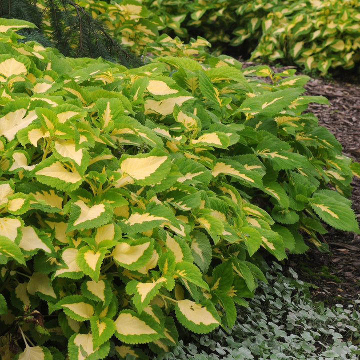 Solenostemon 'PAS904508' ~ Kong Jr.™ Green Halo Coleus-ServeScape